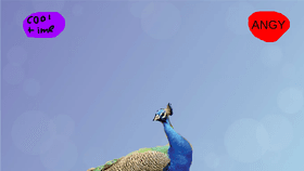 Peacock pal