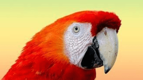 Parrot quiz