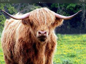 mr.hello shaggy cow