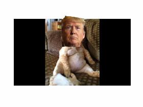 donald cat