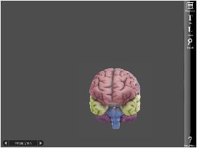 3-d brain 1