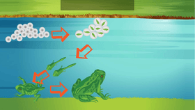 Life Cycle of a Frog