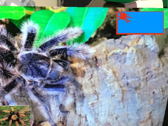 Dabbing Tarantula