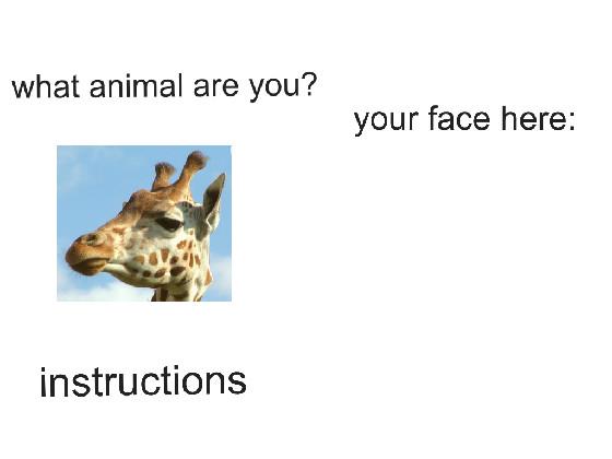 What Animal Are You?