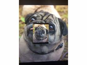 The Pug Multiplier 1