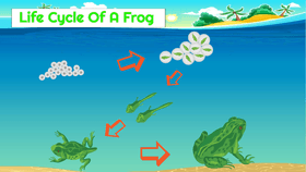 Life Cycle of a Frog