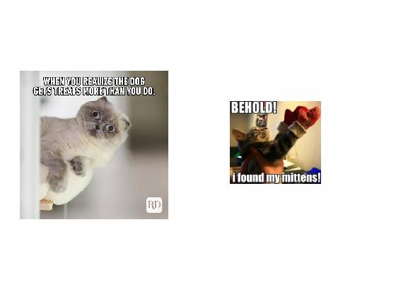 2 cat memes