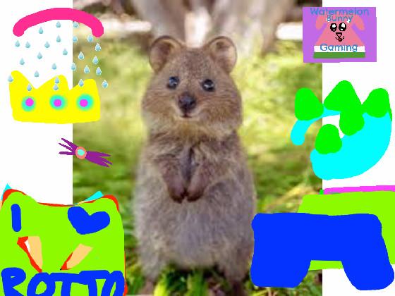 Quokka dress up