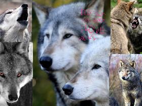 wolf loveer come here