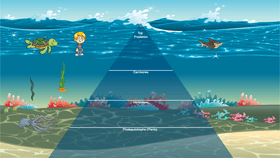 Ocean Ecological Pyramid