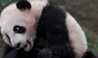 Hilarious panda memes