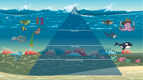 Ocean Ecological Pyramid