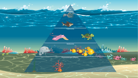 Ocean Ecological Pyramid