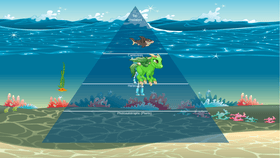 Ocean Ecological Pyramid