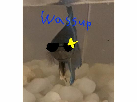 my cool fish Gary