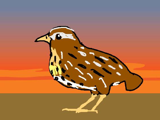 draw a simple coturnix quail