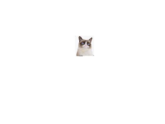 Grumpy cat spinner