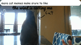 cat memes