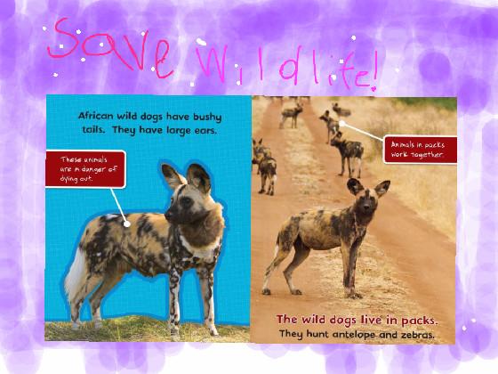 african wild dogs