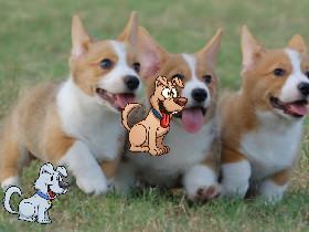  corgi time