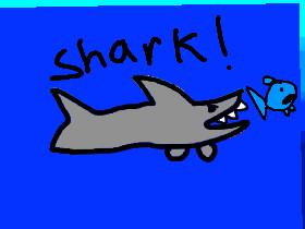 Shark!