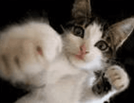 Cat saying omg gif