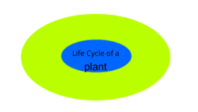 Life Cycle of a Plant