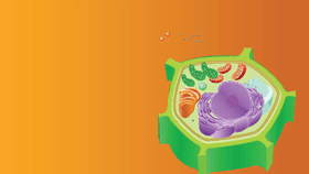 Plant Cell Model