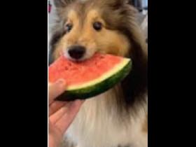 🍉Watermelon Boi🍉