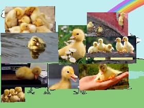 duck photo CUTE