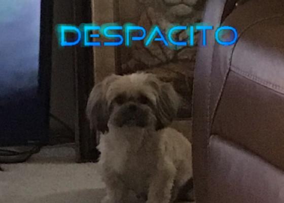 Despacito song 1