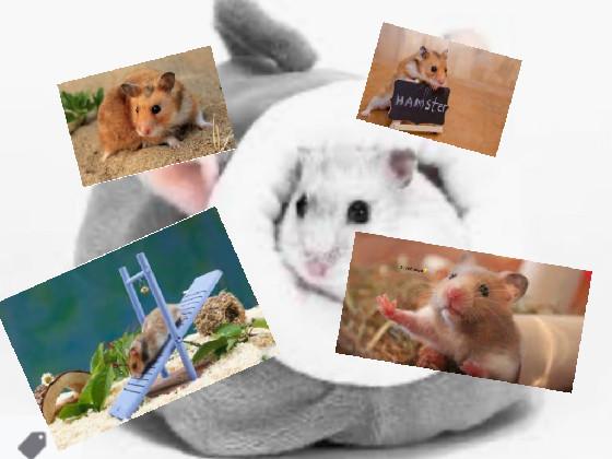 HAMSTERS REEEE!