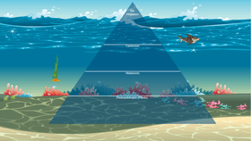 Ocean Ecological Pyramid