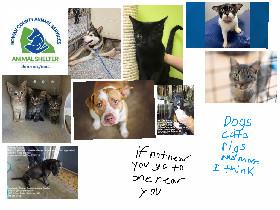 animal shelter rowan con