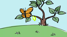 butterfly