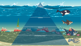 Ocean Ecological Pyramid