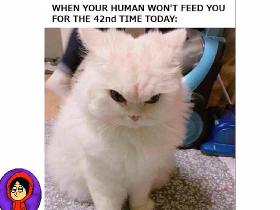 cat meme 2