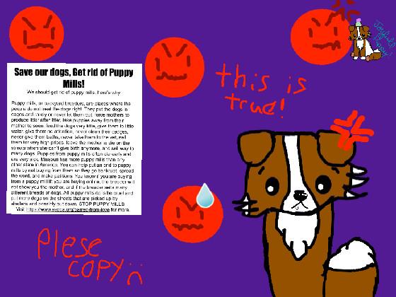 Puppy Mill awerness  - copy - copy - copy - copy - copy