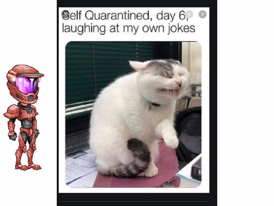 some more cat memes 1