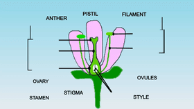 Plant Reproductive Parts