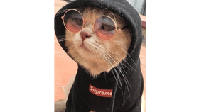 cat cool