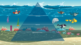 Ocean Ecological Pyramid