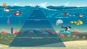 Ocean Ecological Pyramid