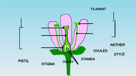 Plant Reproductive Parts