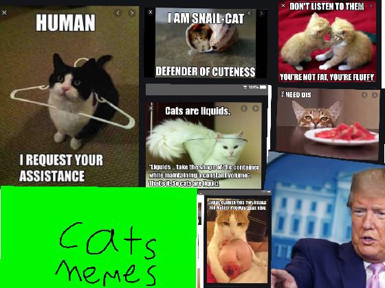 cat memes