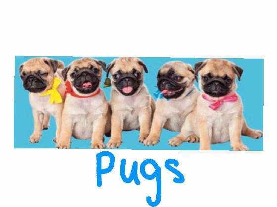 Pug de best