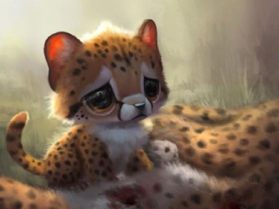 Save the Cheetahs