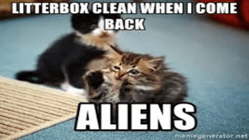 Cat meme No.2