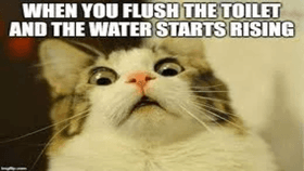 Cat meme No.4