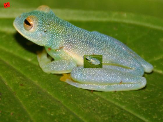 glass frog spinner